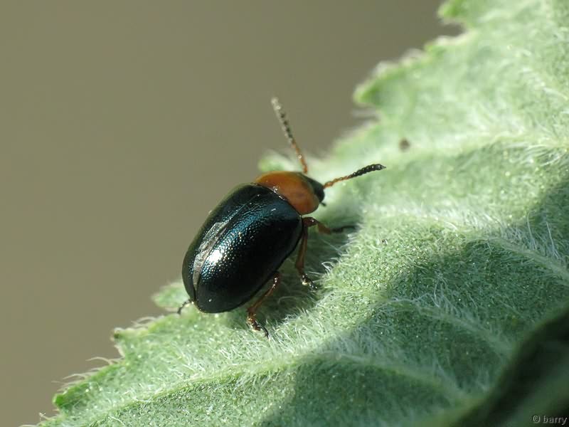 Gastrophysa polygoni (Linnaeus, 1758)